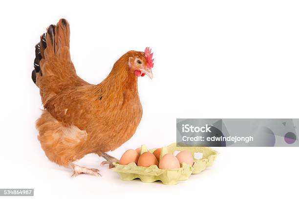 Brown Hen Looking At Eggs In Package Stock Photo - Download Image Now - 2015, Agriculture, Animal