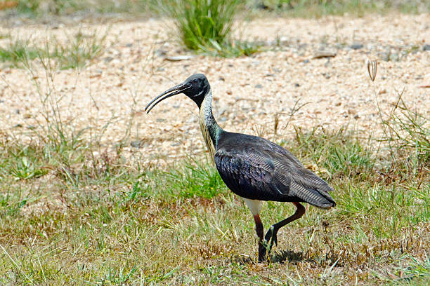 istock Straw-necked Ibis - Australia 534866707
