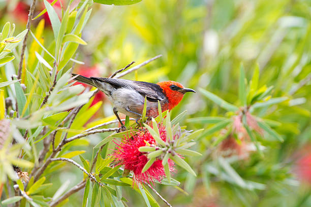 Male Scarlet Honeyeater perching on a flowering branch in Queensland, Australia.