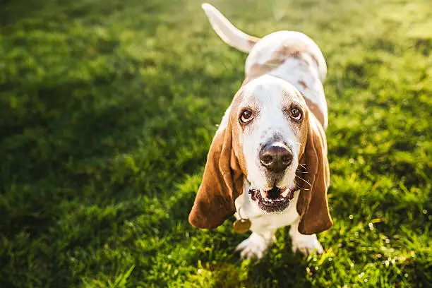 A long eared purebred basset hound dog stands on a fresh green grass lawn, looking at the camera with big soft eyes.  The sunset casts warm light on the scene.  Horizontal image with copy space.