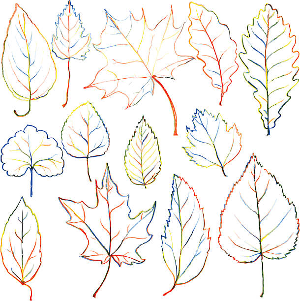 istock set of autumn and summer leaves 534866885