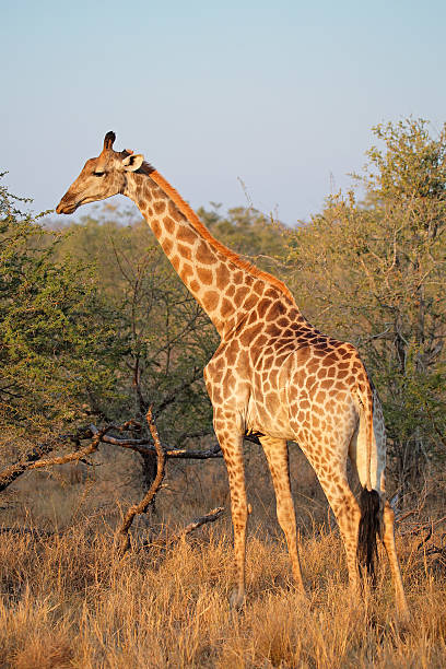 istock Giraffe in natural habitat 534867017