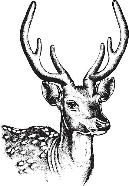 Spotted Deer Illustration vector art illustration