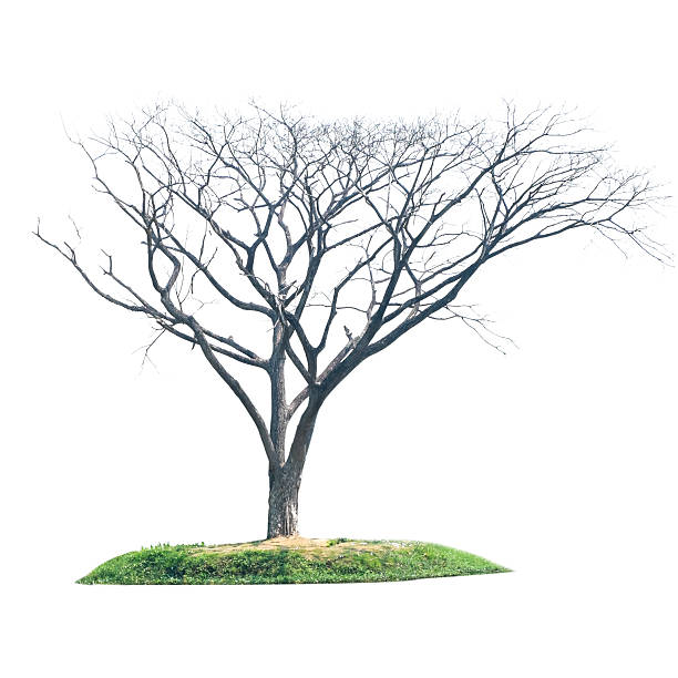 istock Dead and dry tree is isolated on white background 534867647