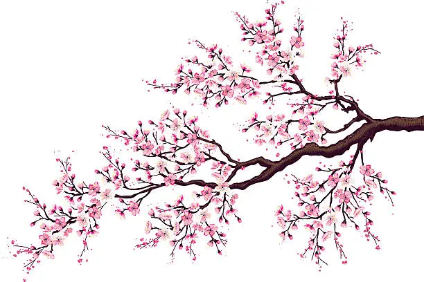 Vector illustration of Branch of a blossoming cherry