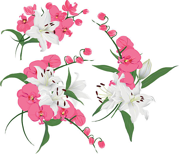 lilien und rosa orchideen bouquet vektor-design-elemente - orchid red flower head white background stock-grafiken, -clipart, -cartoons und -symbole