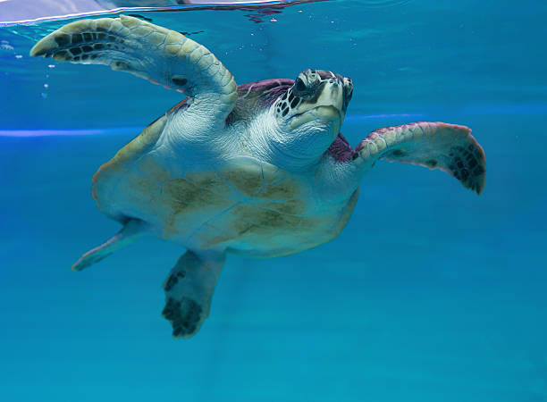 istock see turtle swimming in aqurium 534868575