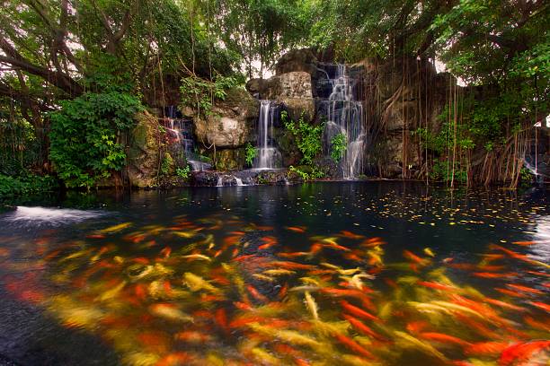 istock Koi fish in pond at the garden with a waterfall 534868619