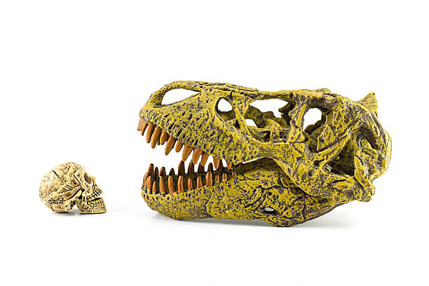istock Human skull and T-rex isolated on white. 534868825