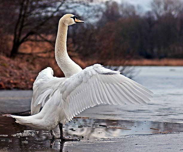 swan - flugel imagens e fotografias de stock