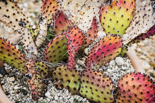 Opuntia cymochila in the flower pot. Closeup photo.