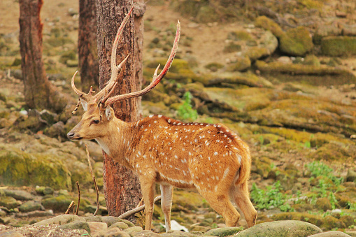 indian swamp deer in a indian forest