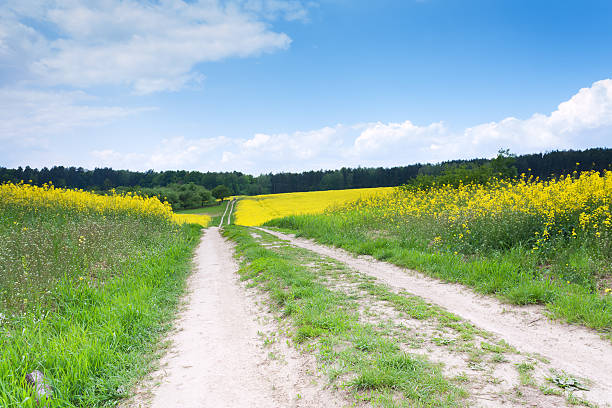 istock Rural road through a field of rapeseed 534879876