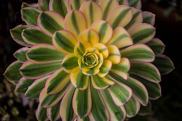 espectacular abigarrada aeonium - soboliferum fotografías e imágenes de stock