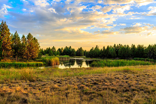 Lakeside Habitat at Sunset