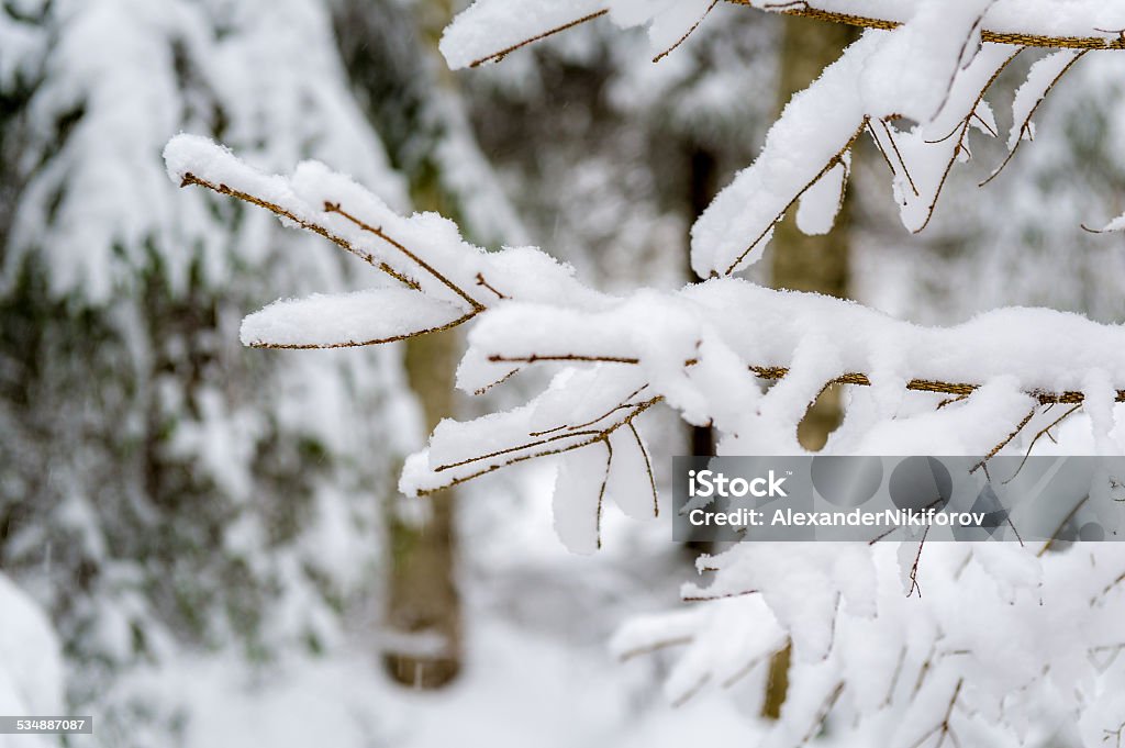 Tree branch in snow Close up view of fir tree covered by snow in winter forest 2015 Stock Photo