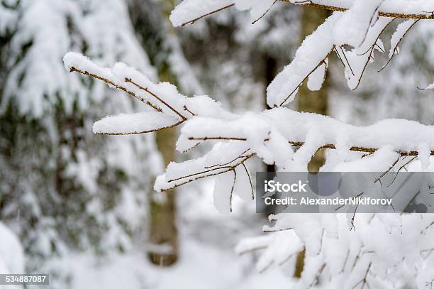 Tree Branch In Snow Stock Photo - Download Image Now - 2015, Backgrounds, Beauty