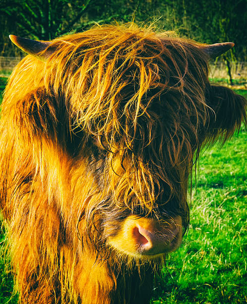Highland Cow Famous Scottish cattle; highland cow buachaille etive beag photos stock pictures, royalty-free photos & images