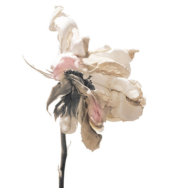 Rose dead and decaying. rose at the end of the summer isolated on white. Close-up of flower faded