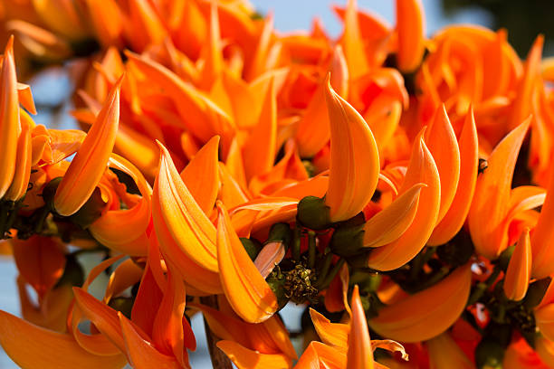 230+ Palash Flower Of Southeast Asia Stock Photos, Pictures & Royalty