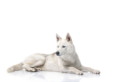 A husky lying down on a white background,studio shot