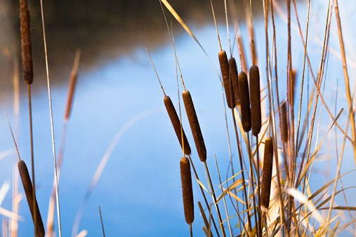 Cattails at water's edge. High resolution color photograph with horizontal composition.