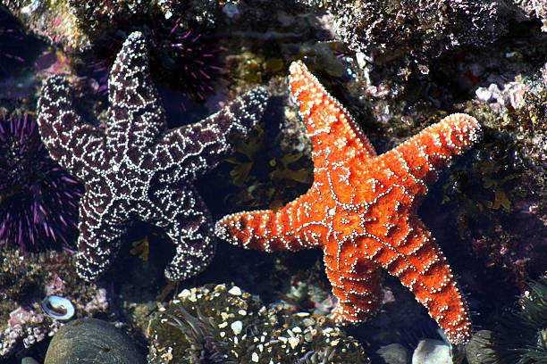 para ochra rozgwiazdy w tidepool : fioletowy i pomarańczowy - ochre sea star zdjęcia i obrazy z banku zdjęć