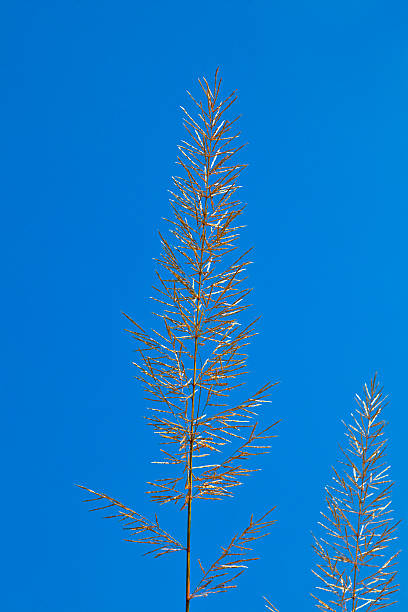 big brin d'herbe sous ciel bleu - clear sky nobody blade of grass summer photos et images de collection