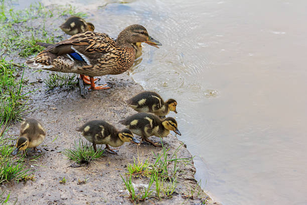 istock duck and with ducklings crossing a path 534889769