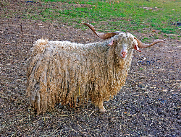 white hairy angora goat stock photo