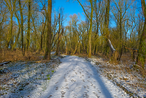 Snowy footpath in a forest in winter