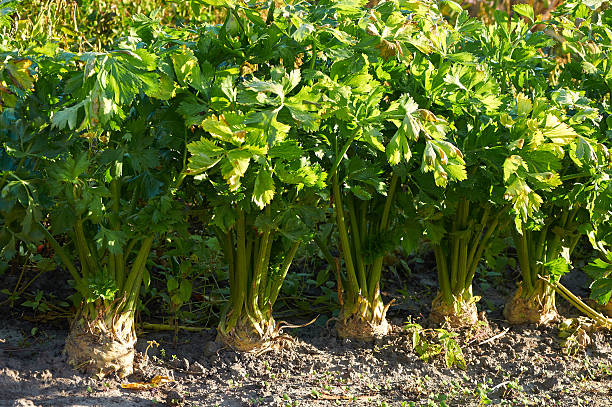 Root celery growing Row of several root celery plants growing Celeriac stock pictures, royalty-free photos & images