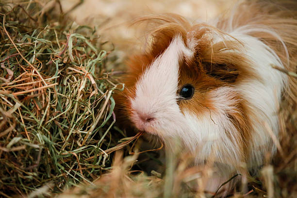 istock Guiney Pig 534890383