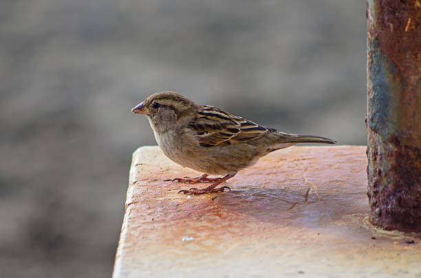 istock European sparrow or passer domesticus 534890951