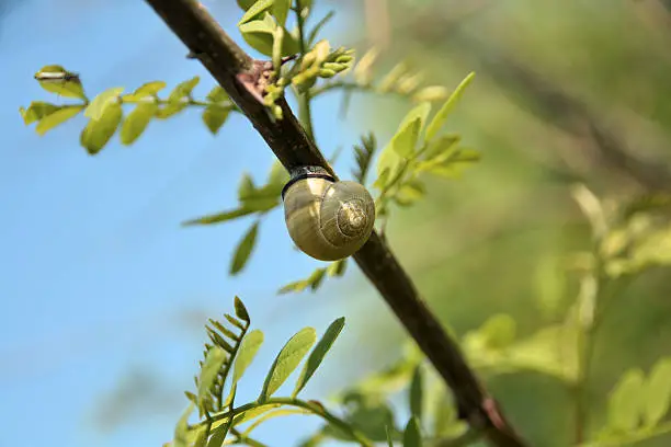 Snail shell on a branch