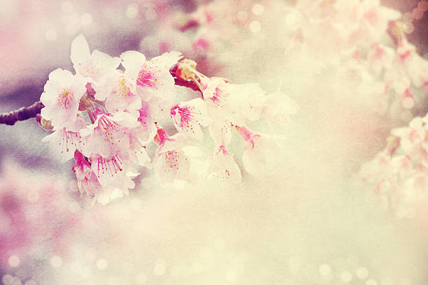 istock Background of cherry blossom. 534892299
