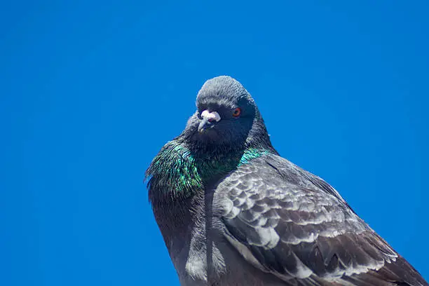 Photo of close up pidgeon looking at camera