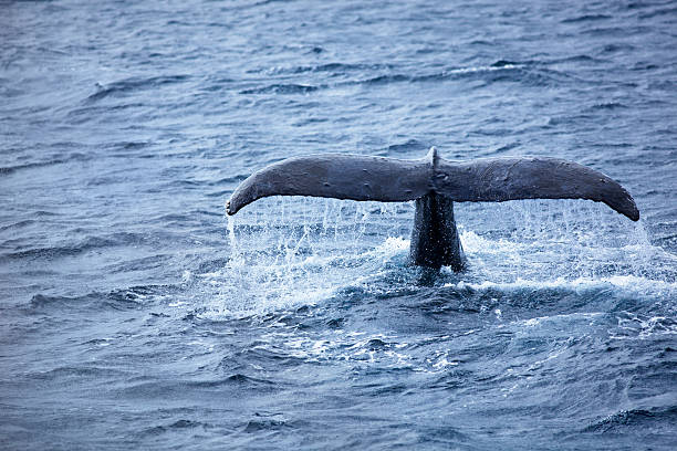 istock Humpback Whale Tail in the Hawaiian Islands 534892879