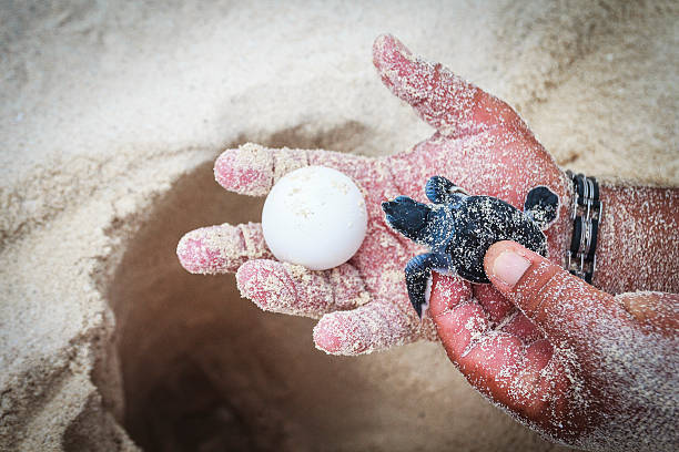 Showing Sea Turtle Egg with Newborn Animal and Hatchery Site Sea turtle egg with newborn animal in hand. sea turtle egg stock pictures, royalty-free photos & images