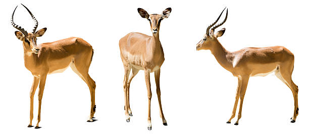istock Set of impalas.  Isolated on white 534893125