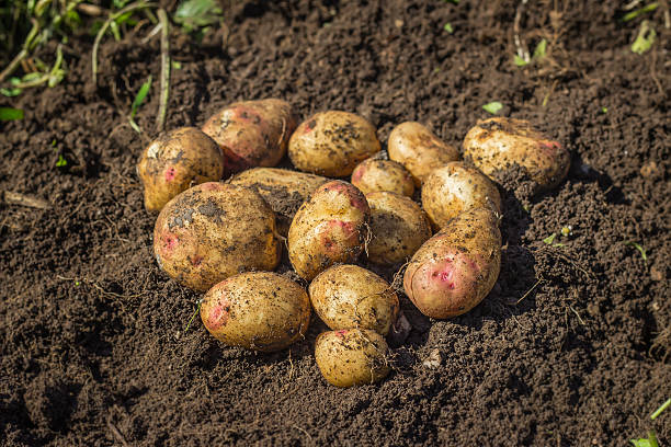 istock Fresh potatoes on the ground 534893173