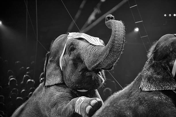 circus elephant on black background stock photo