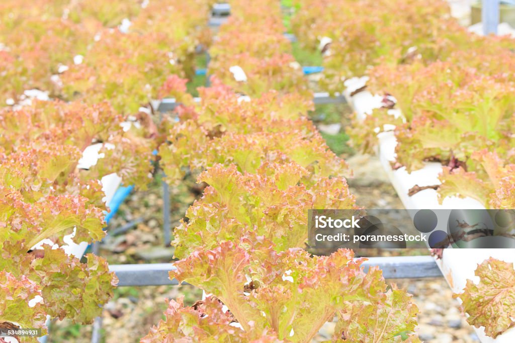 Row of  hydroponics vegetable farm in Thailand Hydroponics method of growing plants using mineral nutrient solutions, in water, without soil. Close up planting hand Hydroponics plant 2015 Stock Photo