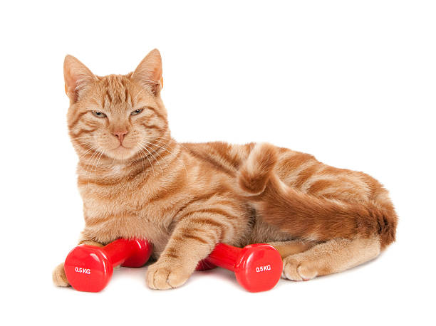 istock Tired ginger cat with two red dumbbells 534895369