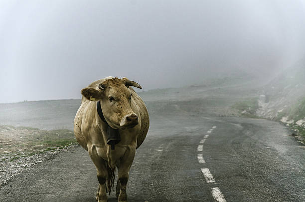 istock Cow on the road 534895441