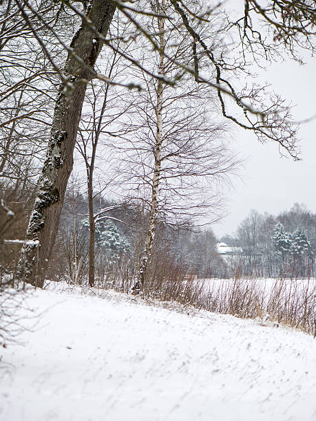istock snowy winter forest with snow covered trees 534895581