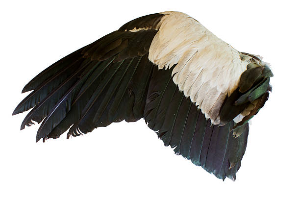 istock Bird wings isolated on white background 534896075