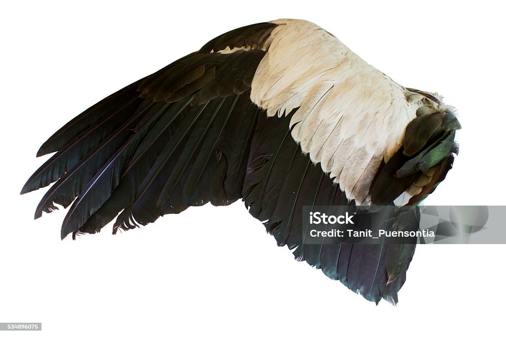 Bird wings isolated on white background 2015 Stock Photo