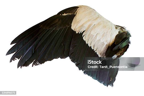 Bird Wings Isolated On White Background Stock Photo - Download Image Now - 2015, Angel, Animal