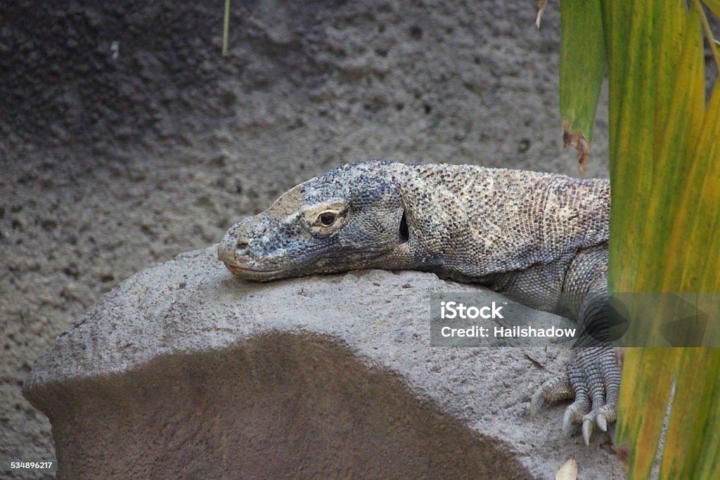 Komodo dragon sunbathing 2015 Stock Photo